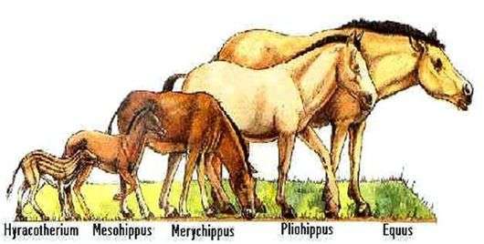 أصل وتطور الخيول
