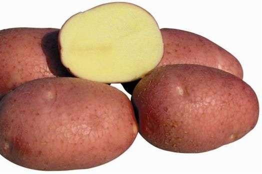 مجموعة متنوعة من البطاطس Bellarosa