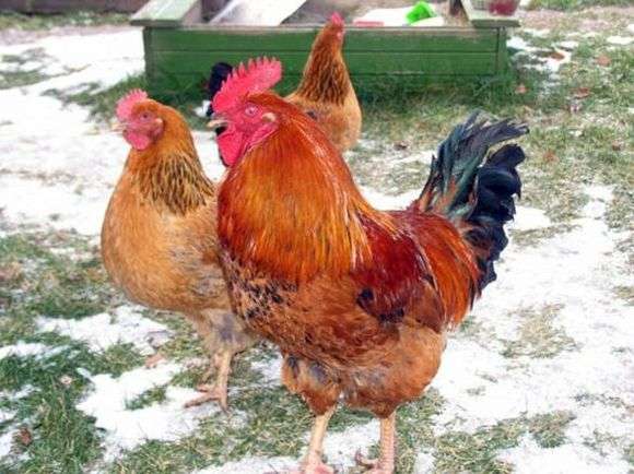 كوشينسكايا اليوبيل تولد من الدجاج