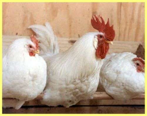 سلالة بيضاء روسية من الدجاج