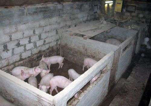 أماكن للخنازير