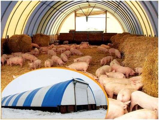 التكنولوجيا الكندية لزراعة الخنازير