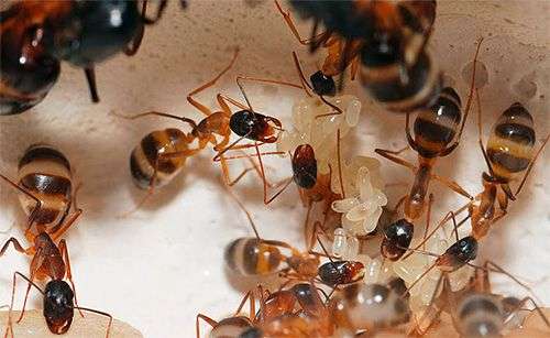 كيفية التخلص من النمل في الفناء الخلفي