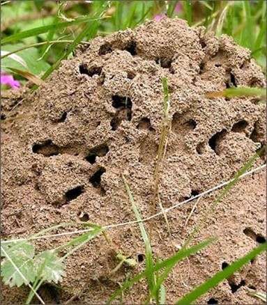 كيفية التخلص من النمل في الفناء الخلفي