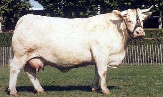 Charolaise تولد من الأبقار