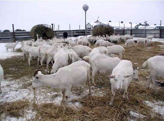 كيفية الحفاظ على الماعز في فصل الشتاء