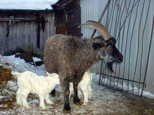 Pridonskaya الماعز تولد
