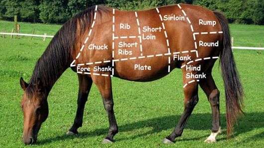 لحم الحصان