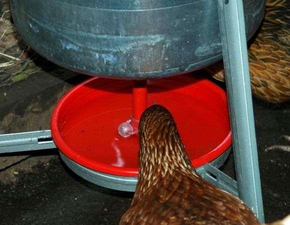 وعاء للشرب الدجاج الخاصة