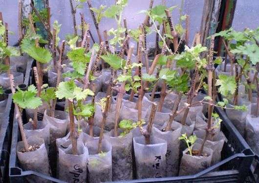 كيف تنمو العنب