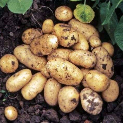 نوع البطاطس Adretta