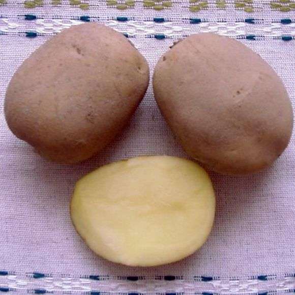نوع البطاطا أولادار