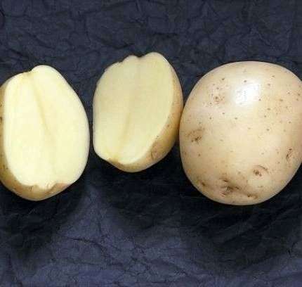 تشكيلة البطاطا جوكوفسكي