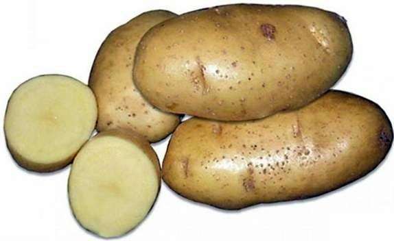 نوع البطاطا بريز
