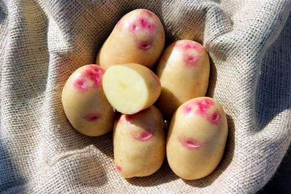 نوع البطاطس Belorusskiy