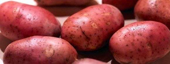 تنوع البطاطا روكو