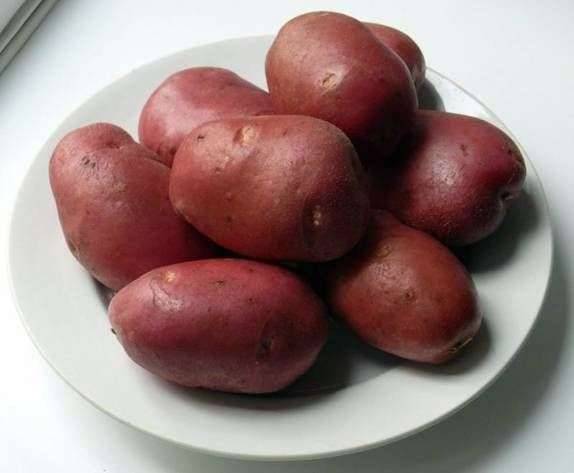 تنوع البطاطا روكو