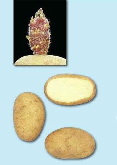 مجموعة متنوعة من البطاطا أورورا