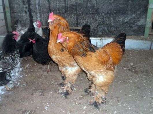 دجاج من سلالة Ushanka Lokmonogaya
