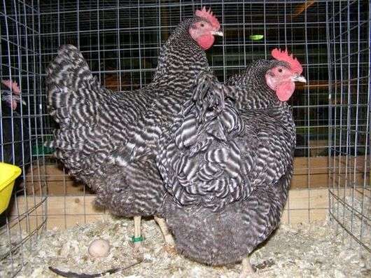 دجاج من سلالة Amrox