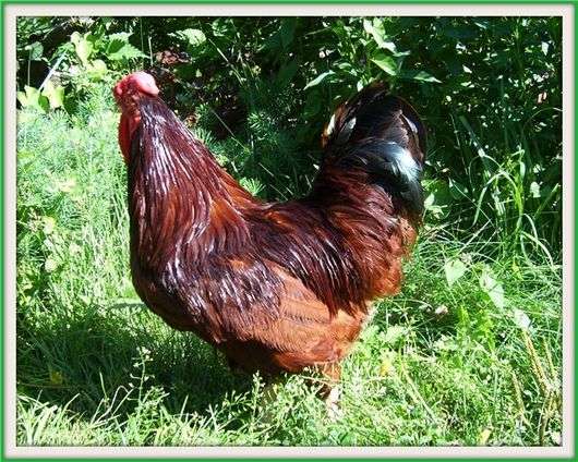 دجاج من سلالة هايسيكس براون