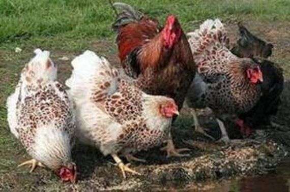 سلالة الدجاج فياندوت