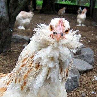 تولد الدجاج Favelol