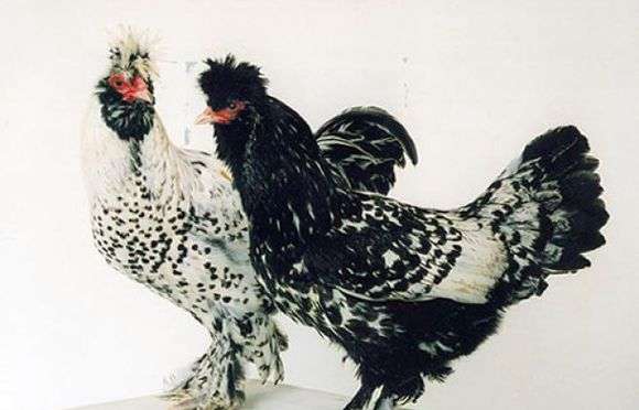 Pavlovskaya سلالة من الدجاج