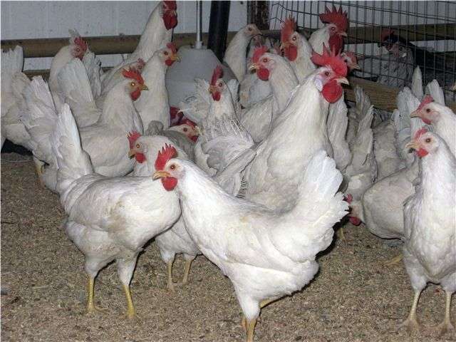 سلالة بيضاء روسية من الدجاج