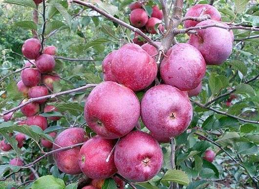 مجموعة متنوعة من التفاح فلورينا
