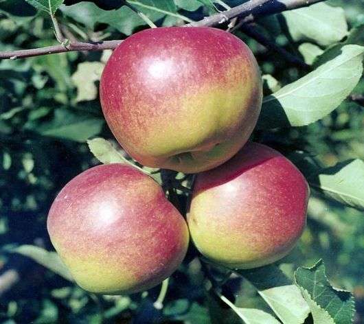 تشكيلة التفاح Jonagold