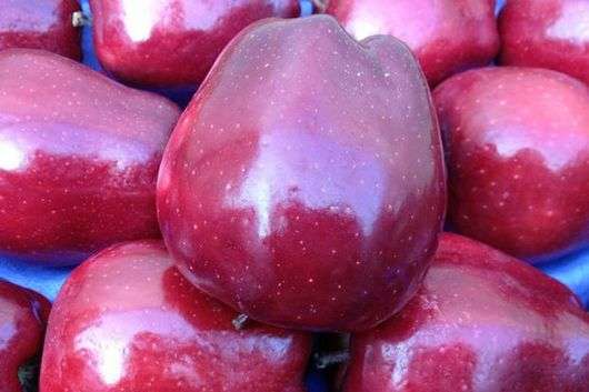 التفاح الأحمر لذيذ متنوعة