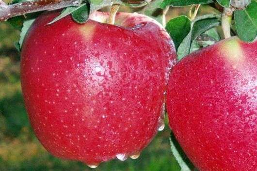 شجرة التفاح متنوعة Starkrimson