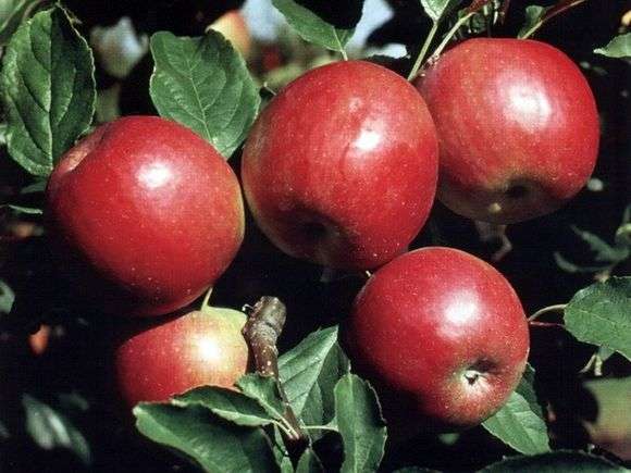 مجموعة متنوعة من التفاح ايداريد