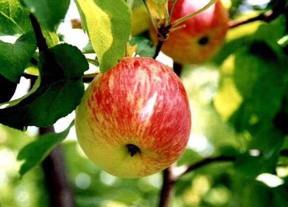 مجموعة متنوعة من التفاح Borovinka