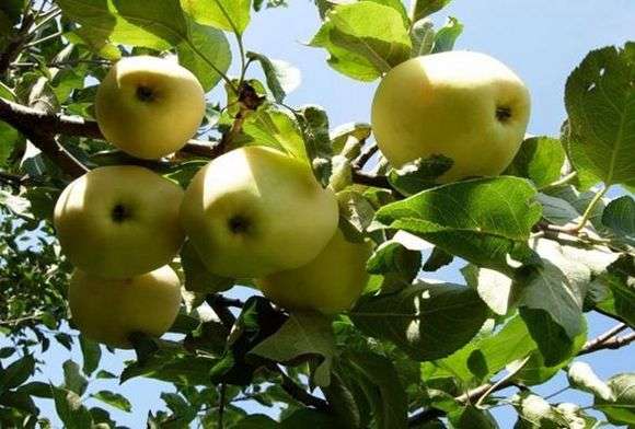 درجة من التفاح تعبئة بيضاء زراعة أشجار التفاح