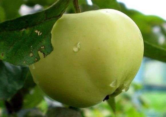 درجة من التفاح تعبئة بيضاء