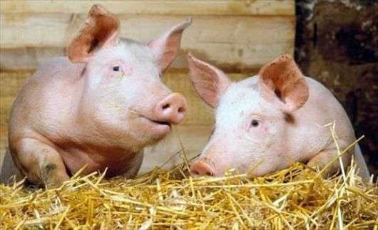 كيفية تغذية الخنازير بشكل صحيح