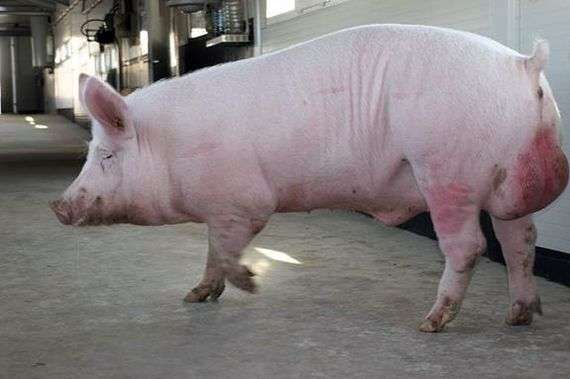 إخصاء الخنازير وحاجتها لتربية الخنازير