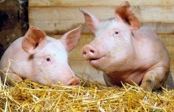 الخنازير تسمين لحم الخنزير وتمييز فتراتها