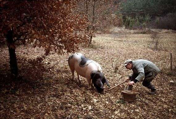 حقائق مثيرة للاهتمام حول الخنازير