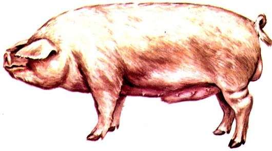 Livenskaya سلالة من الخنازير