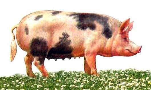 سلالة شمال القوقاز من الخنازير