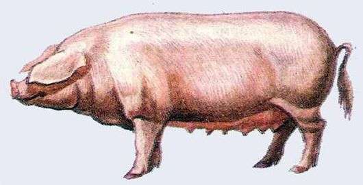 الاستونية لحم الخنزير المقدد الخنازير