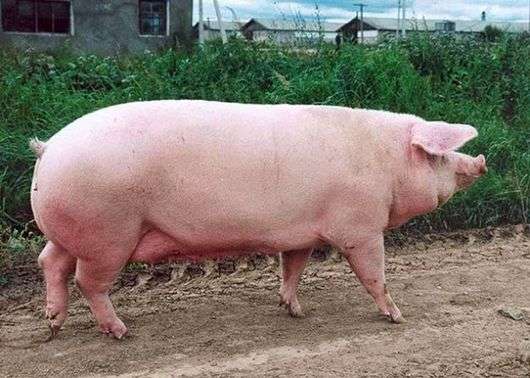 الاستونية سلالة من الخنازير