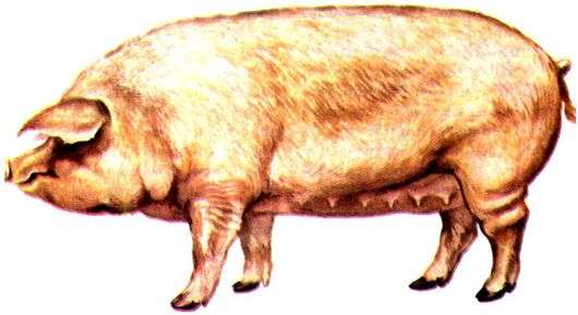 Urzhum سلالة من الخنازير