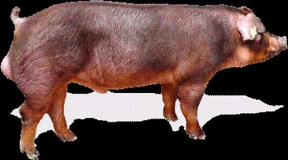 سلالات الخنازير Duroc