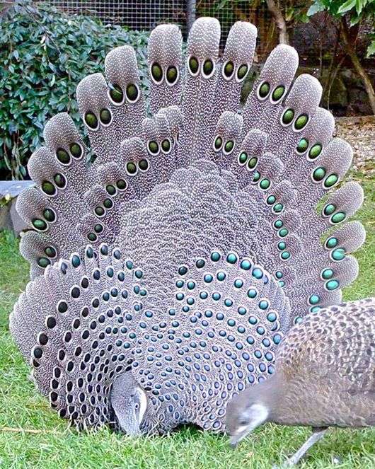 طاووس الطاووس