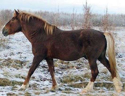 Mezenskaya تولد من الخيول