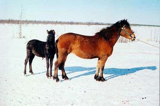 Mezenskaya تولد من الخيول